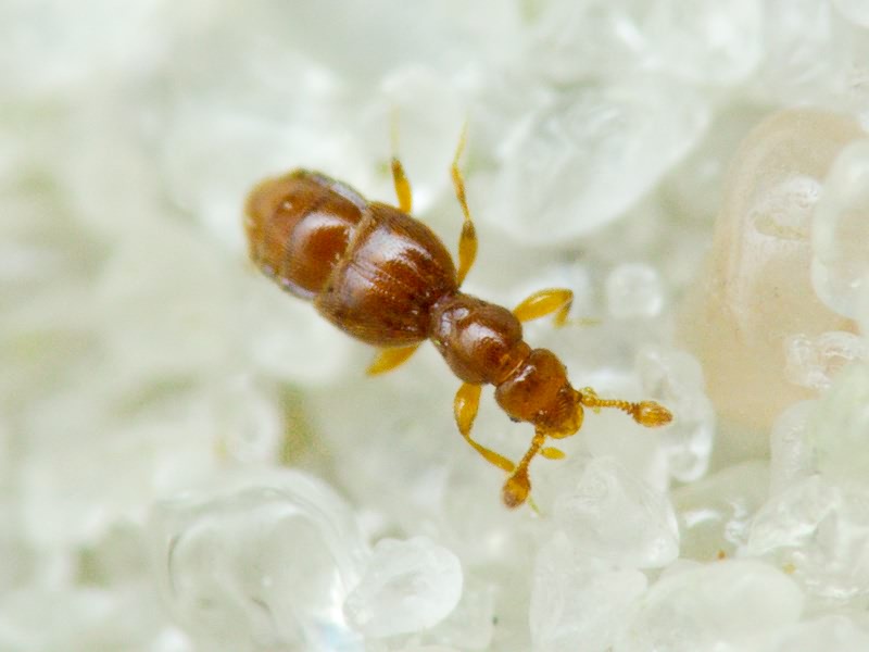 Trimium brevicorne (Reichenbach, 1816)